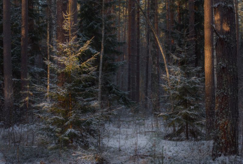 лес зима свет чаща вязниковский р-он серково Как не хватает снега в декабреphoto preview
