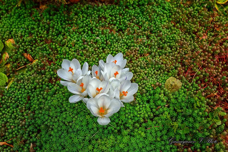 screenshot мартаphoto preview