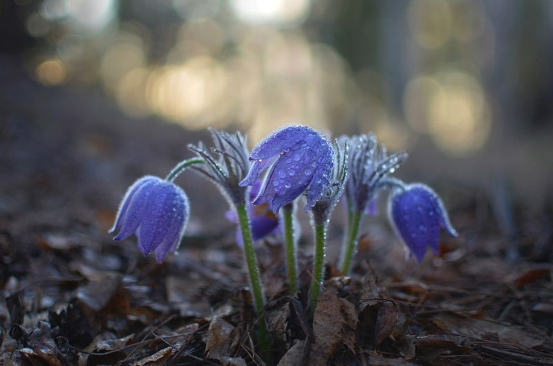 *** фото превью