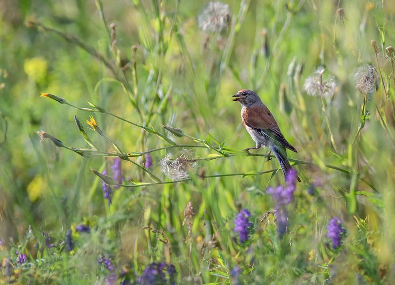птица, коноплянка, самка, самец, луг, Коноплянки (5 ФОТО) фото превью