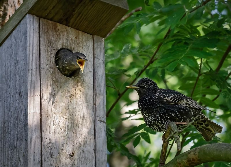 птенец, скворец, фотоохота ***photo preview
