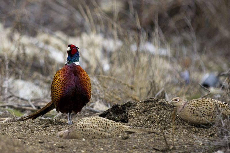 природа Хозяин гаремаphoto preview