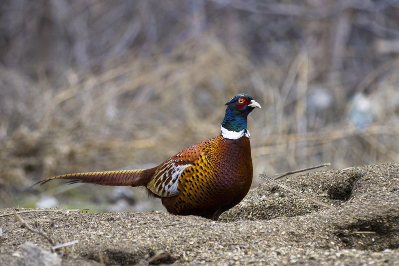 природа Фазанphoto preview