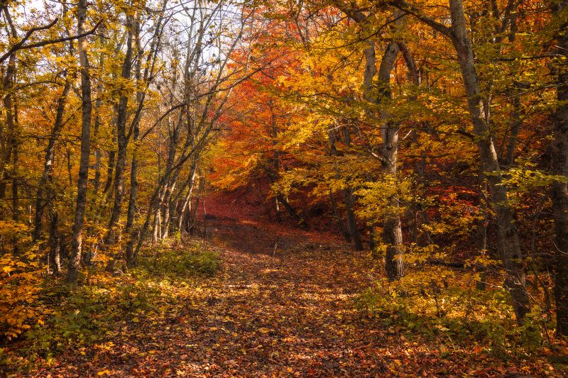 осень,пейзаж, природа, кмв Из прошлой осениphoto preview