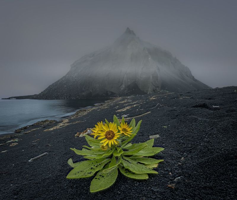 Стремление к жизни среди туманов и черного песка. Курилыphoto preview