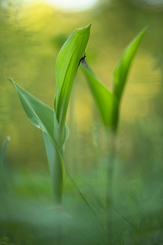 падёнка, утро, свет, весна, воронеж,   nikon d850, carl zeiss makro-planar t* 100mm f/2 zf.2 Подёнка встречает утро...photo preview