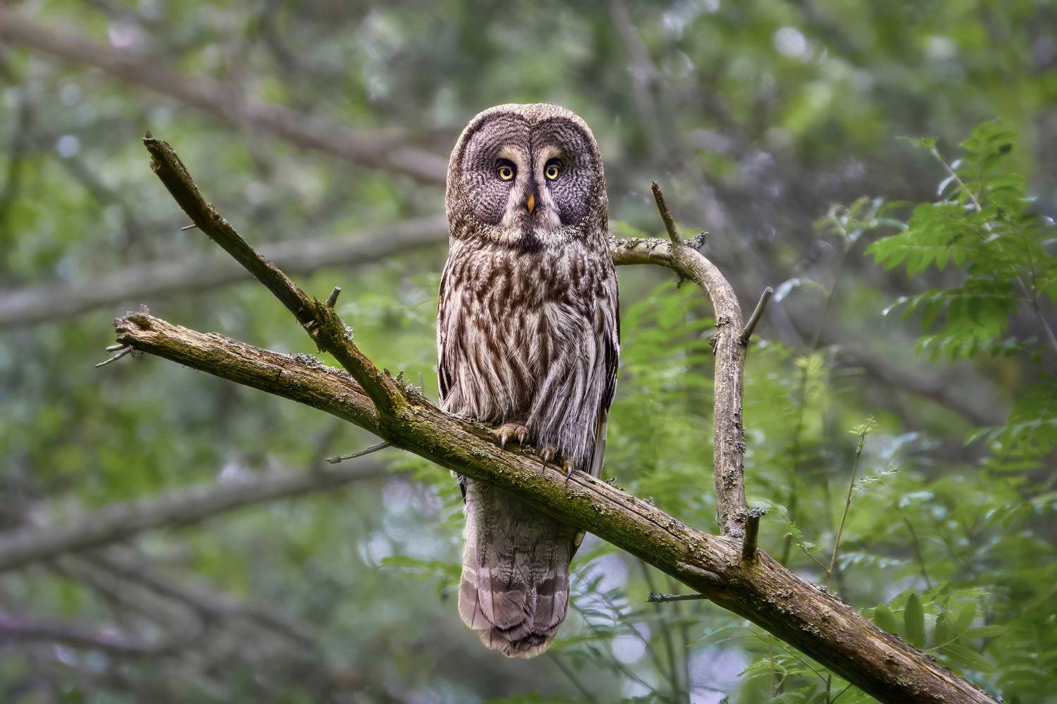 бородатая неясыть,сова,great grey owl,great gray owl,owl,Strix nebulosa,, Гуливанов Андрей