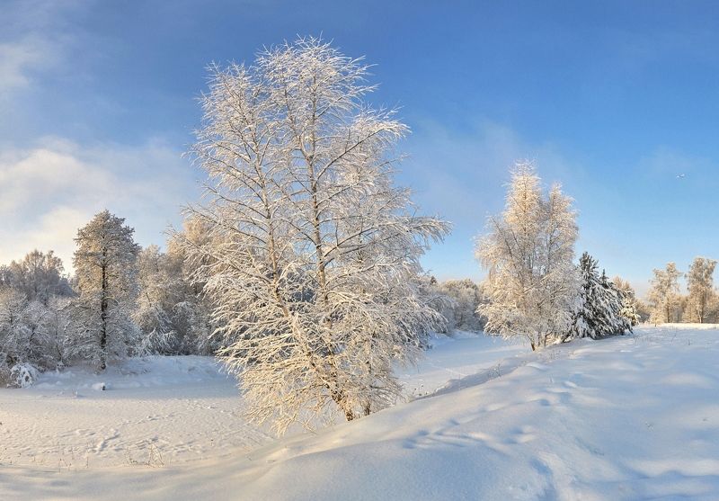 природа зима река снег солнце снегопад изморось подмосковье березы сосны На берегу зимней рекиphoto preview