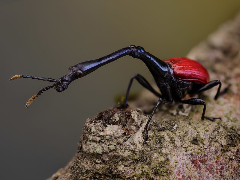 coleoptera, attelabidae, trachelophorus giraffa Жирафphoto preview