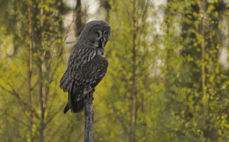 Чунгачгук :)photo preview