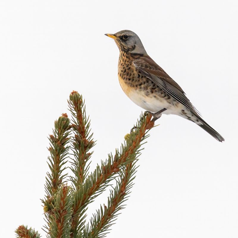 Дрозд, рябинник Птичья каталожкаphoto preview