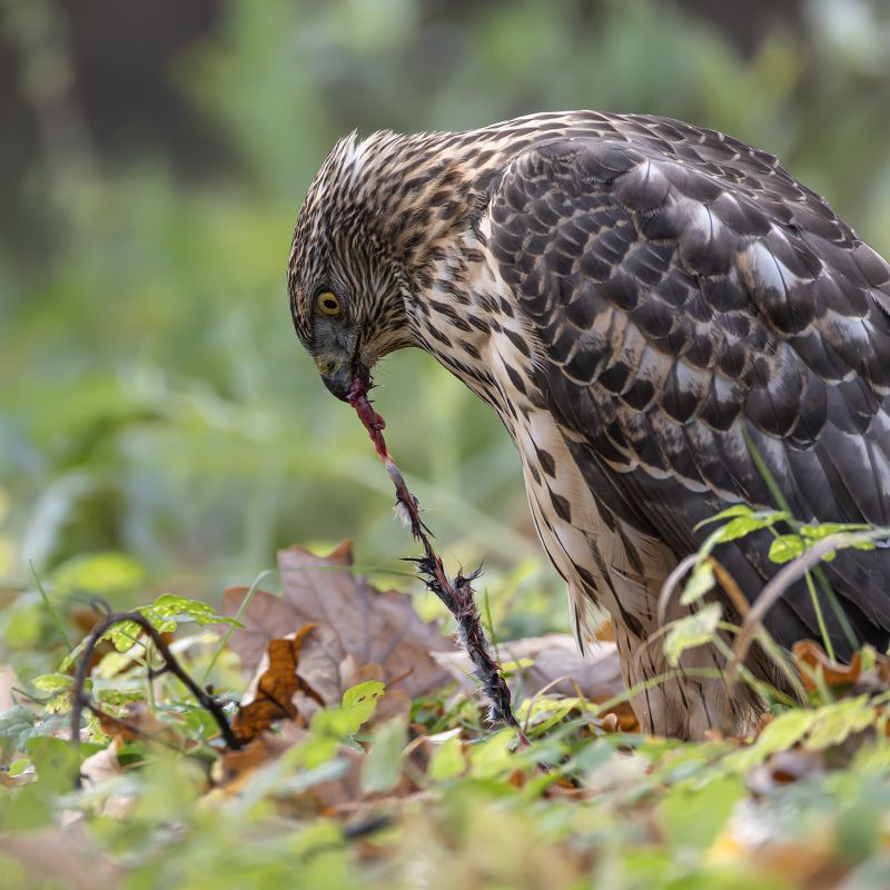 тетеревятник, ястреб, птицы, хищник, осень, фотоохота Тетеревятникphoto preview
