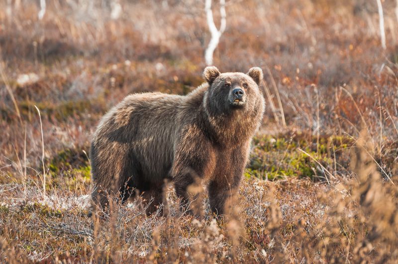 камчатский край  ганальская тундра  осень медведи photo preview