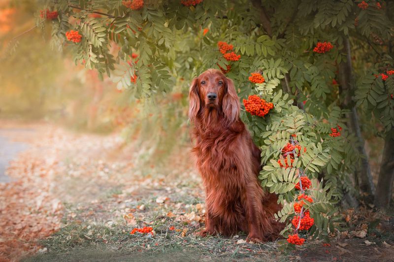 В красках осениphoto preview