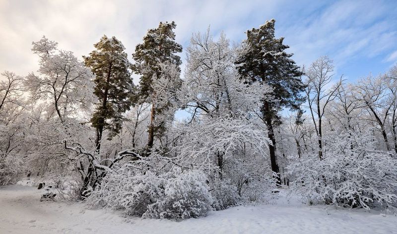 Снег на лесных деревьяхphoto preview