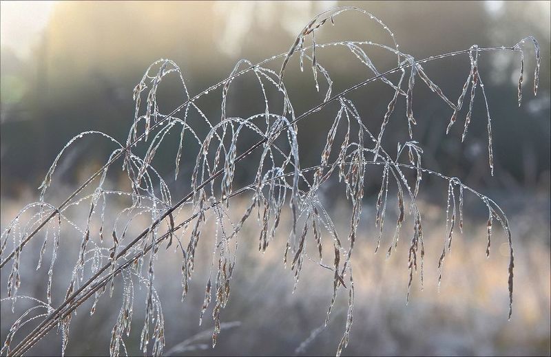 природа, осень, роса, лед, изморось, растения, макро Застывшая мелодияphoto preview