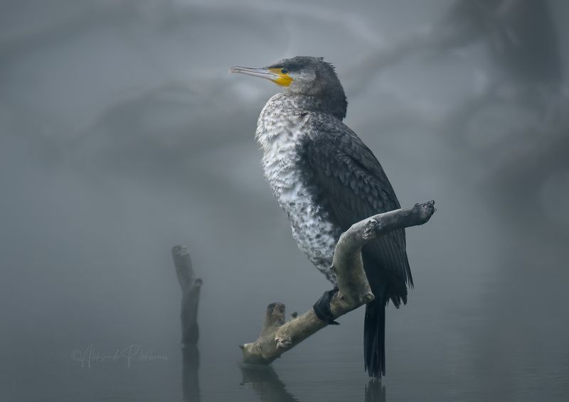 Туман над водойphoto preview