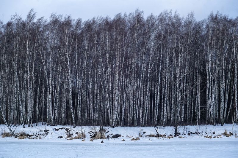 береза, лес, природа, зима Березовый штрих-кодphoto preview
