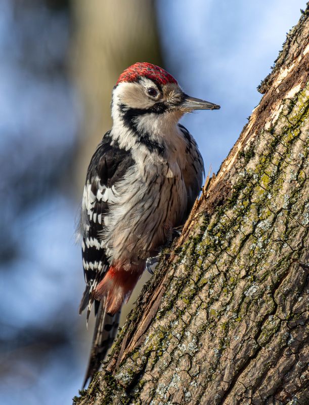 Белоспинный дятел фото превью