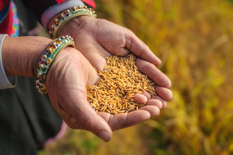 китай, пейзаж, женщины, горы, china, mountain, rice terraces, woman, рисовые террасы, рис Рисовые террасы Хребта Дракона в Китае.photo preview
