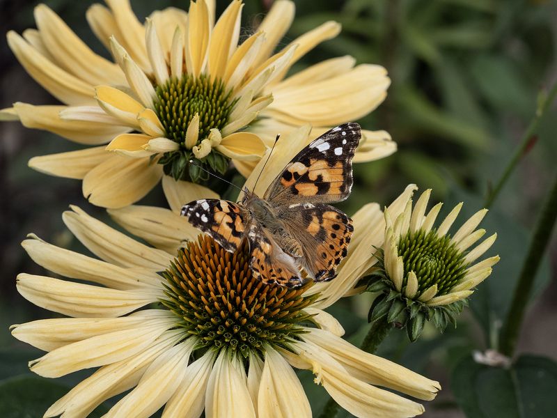 репейница,бабочка репейница на эхинацееphoto preview