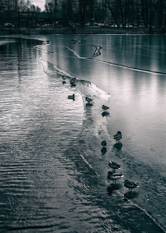монохром, чб, зима, река москва, утки, москва Январь 2025photo preview