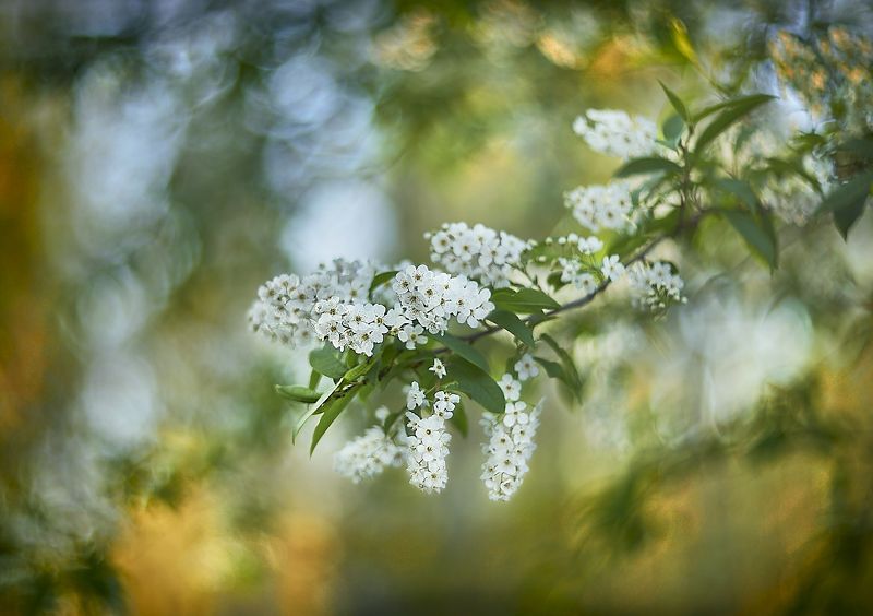 Май,черёмуха на закате. фото превью