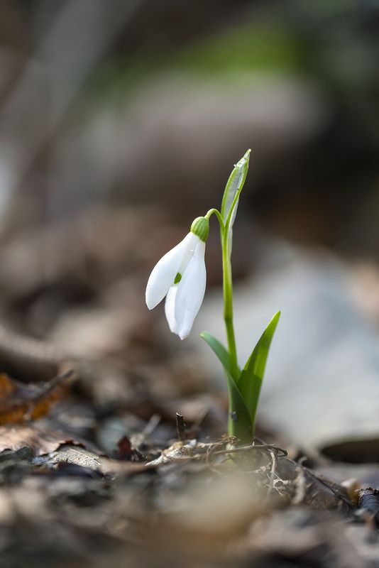К Солнцу - я первый!photo preview