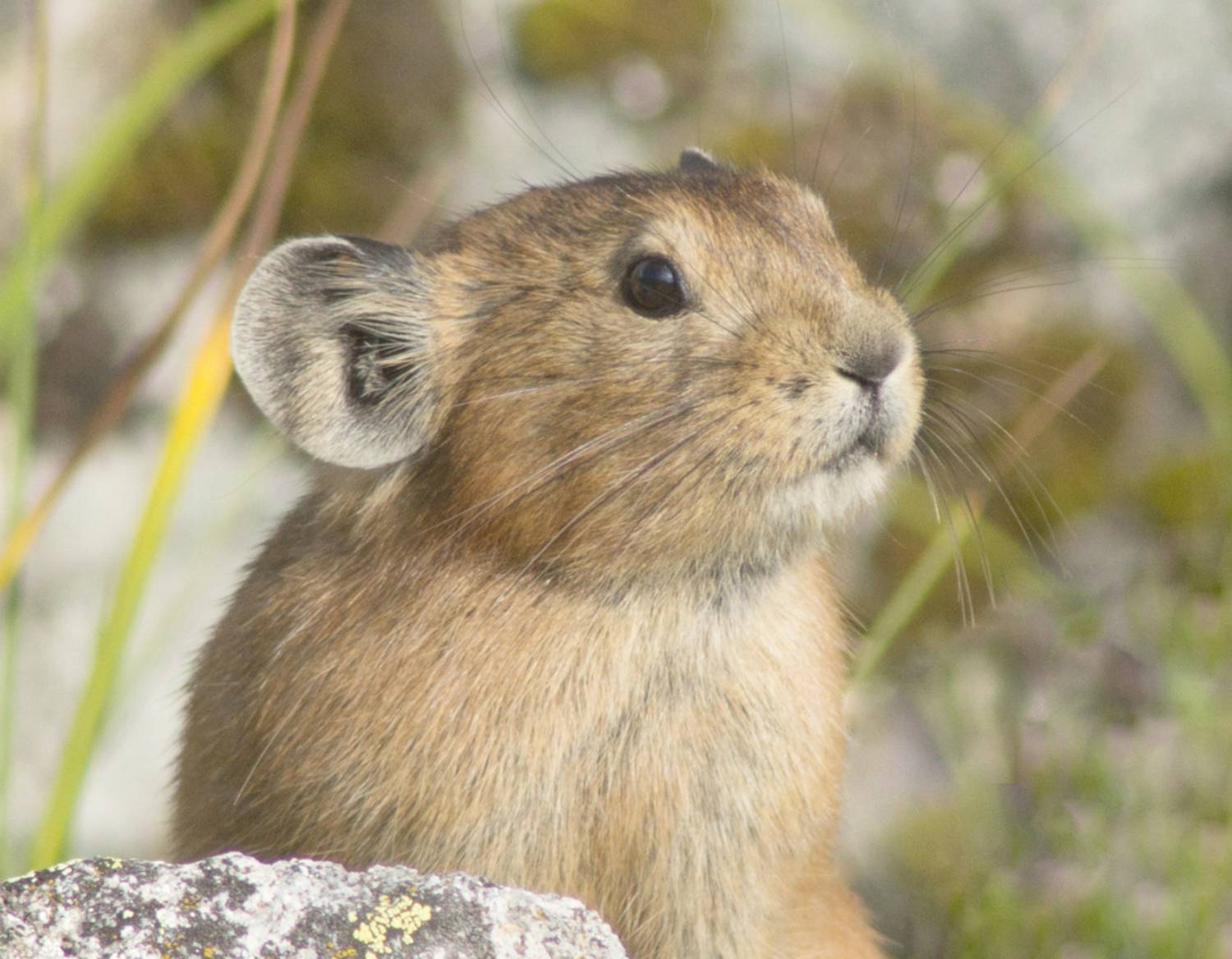 Пищуха. Крупный план. Автор: Ленденёв Владимир , Ленденёв Владимир