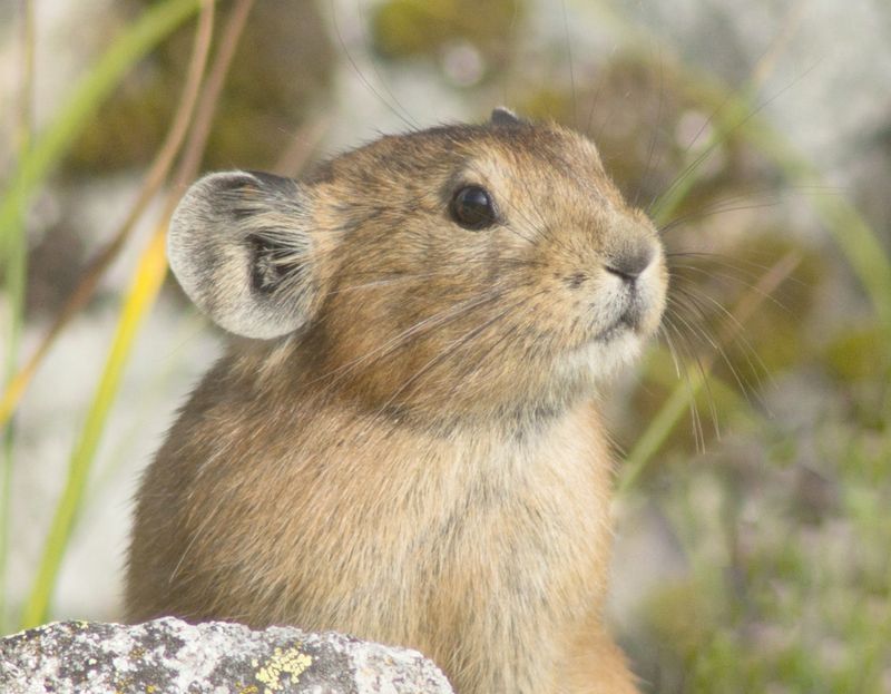 Пищуха. Крупный планphoto preview