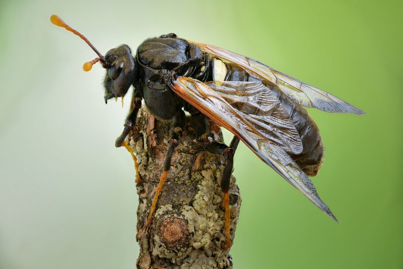 Пилильщик большой берёзовыйphoto preview