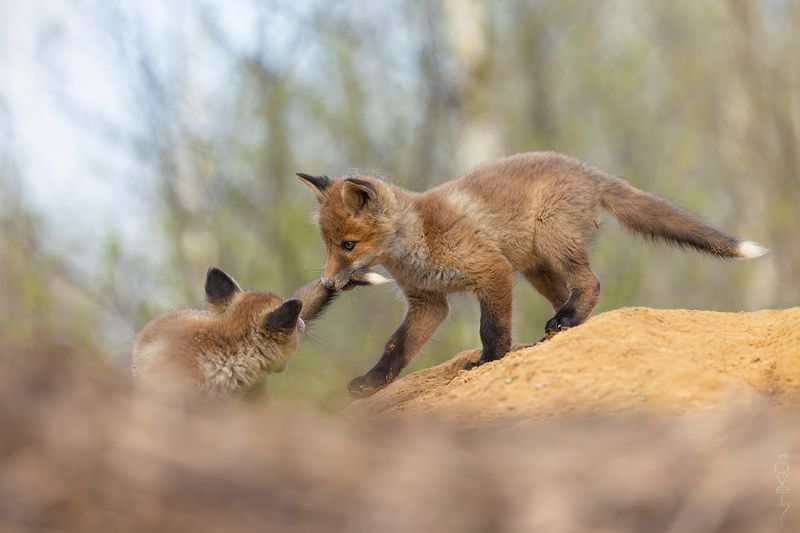 лисята поиграй со мнойphoto preview