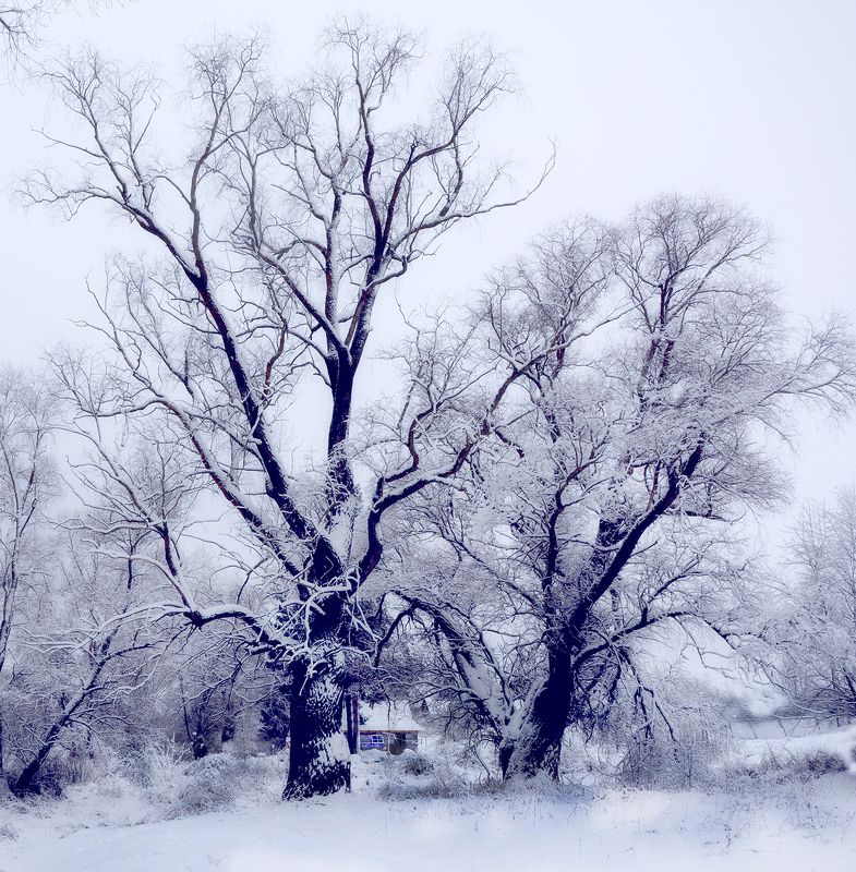 Снежная сказкаphoto preview