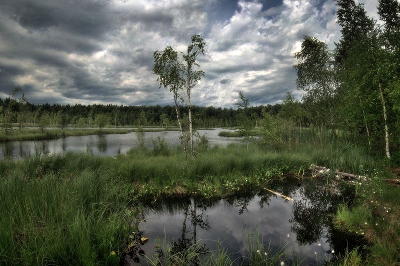 На болотеphoto preview