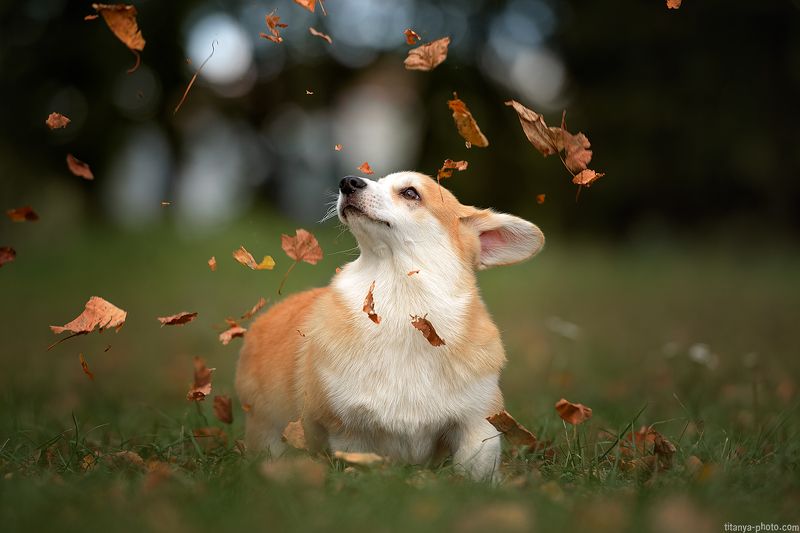 корги, щенок, листья, осень, пемброк Щенок коргиphoto preview