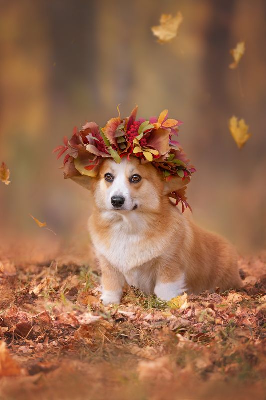 Осенняя красоткаphoto preview