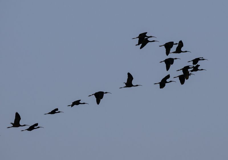 For a dream...photo preview