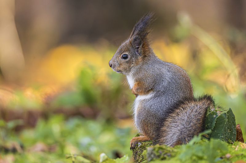 белка, белочка, осень, золотая осень Белкаphoto preview