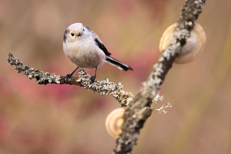 Long-tailed Tiphoto preview