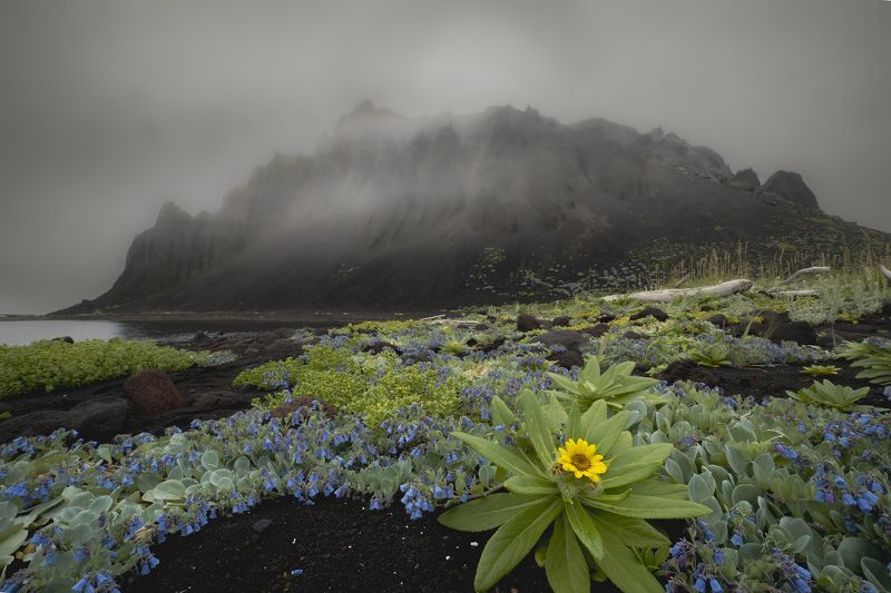Сад на черном пескеphoto preview
