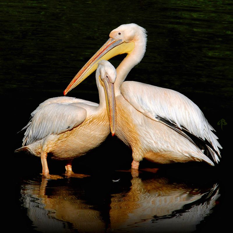 All-You-Need-is-Lovephoto preview