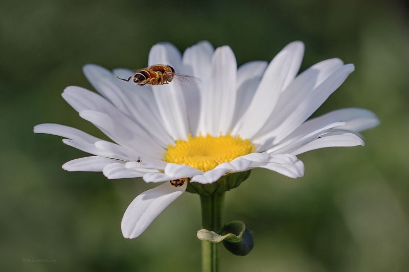 ромашка, муха, журчалка, макро,  macro Полётphoto preview