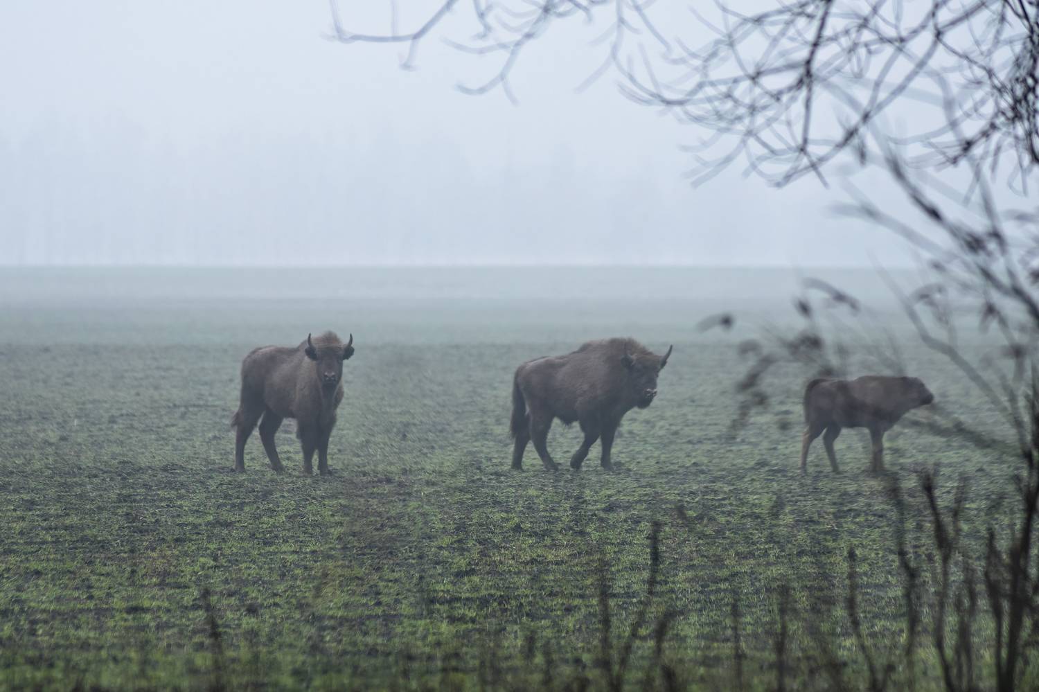 животные, природа, зубр, дикая природа, орловское полесье, wildlife, canon, Пронин Денис