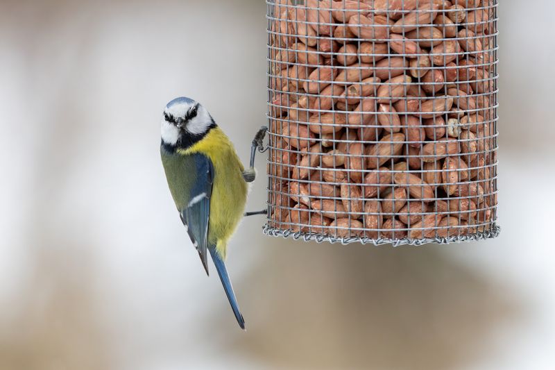 Синица, лазоревка А чего это вы тут делаете?photo preview