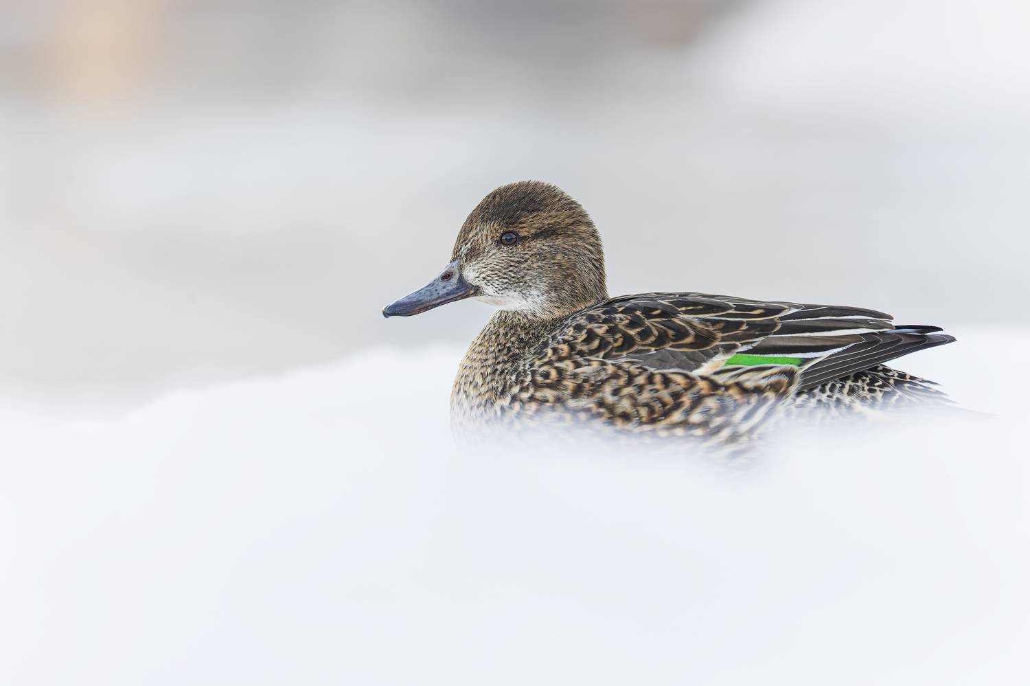 птицы, утка, чирок, свистунок, чирок-свистунок, Руслан Pl