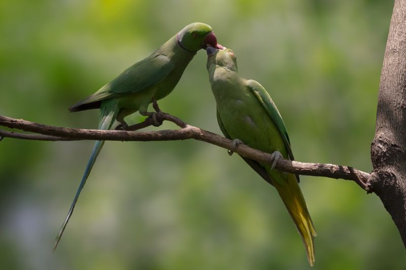Love ( Rose-Ringed parakeet)photo preview