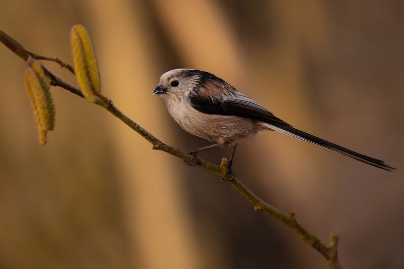 Long-tailed Tiphoto preview