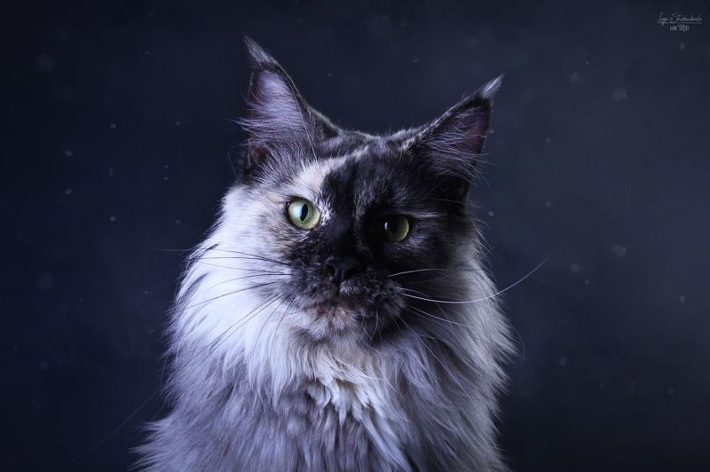 Все такие разныеphoto preview