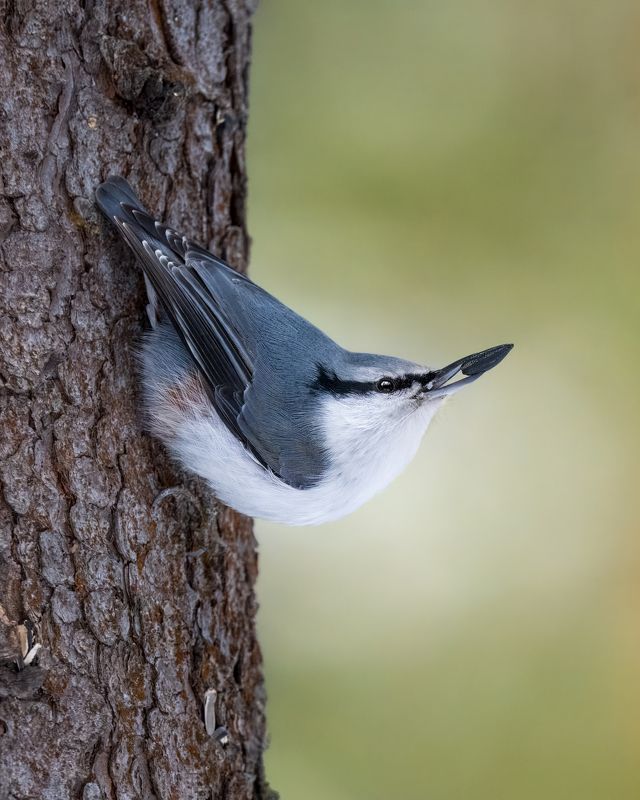 поползень, ямщик, птицы сибири, птицы Добытчик. Обыкновенный поползень, в Сибири - ямщикphoto preview