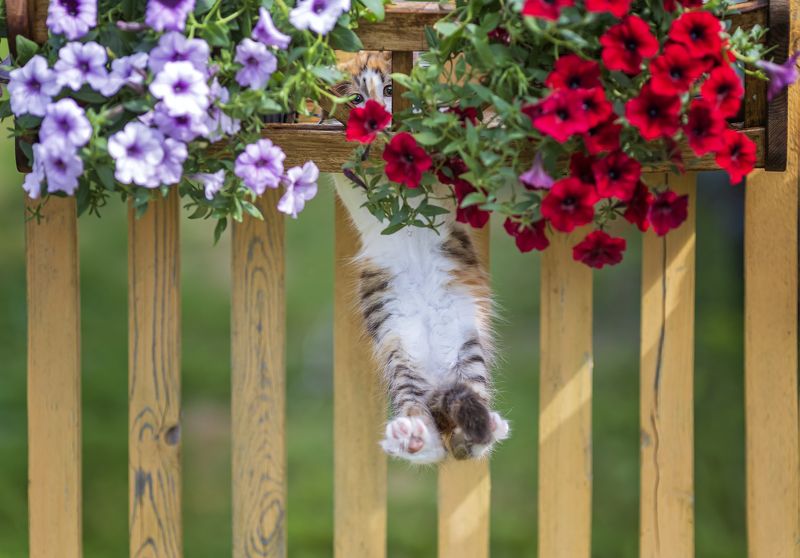 фото превью